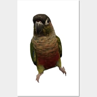 Green Cheek Conure Parrot Bird design, Love for birds Posters and Art